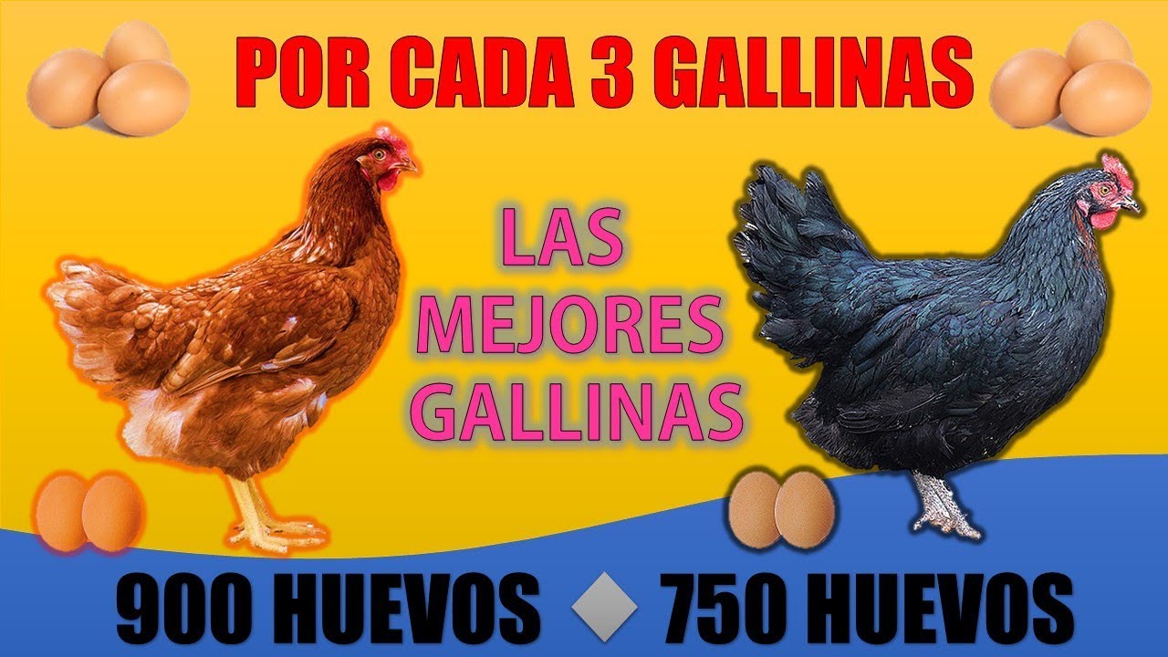 Las 5 Mejores GALLINAS PONEDORAS más RENTABLES que EXISTEN