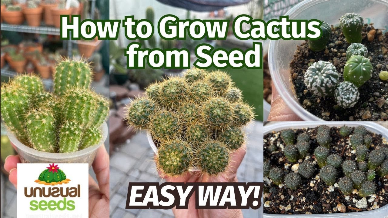 How to Grow Cactus from Seed (Easy) | #unusualseeds