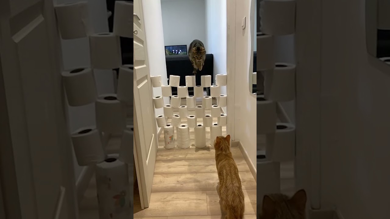 Cat Jumps Over Obstacles - Cats Obstacle Challenge 🐾