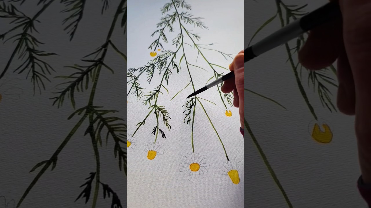 🎨 Watercolor Painting &ndash; Chamomile (Matricaria chamomilla) 🌼 Rumianek