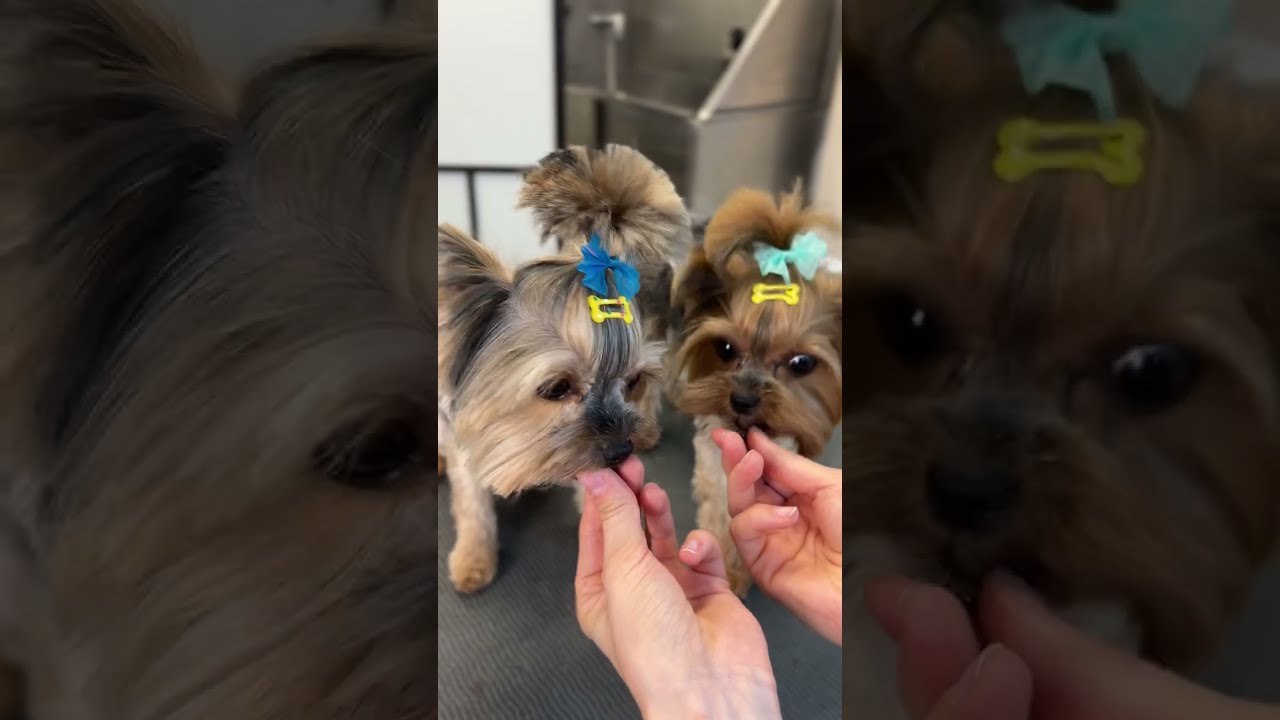 Yorkie head grooming | Face, ears & topknot 