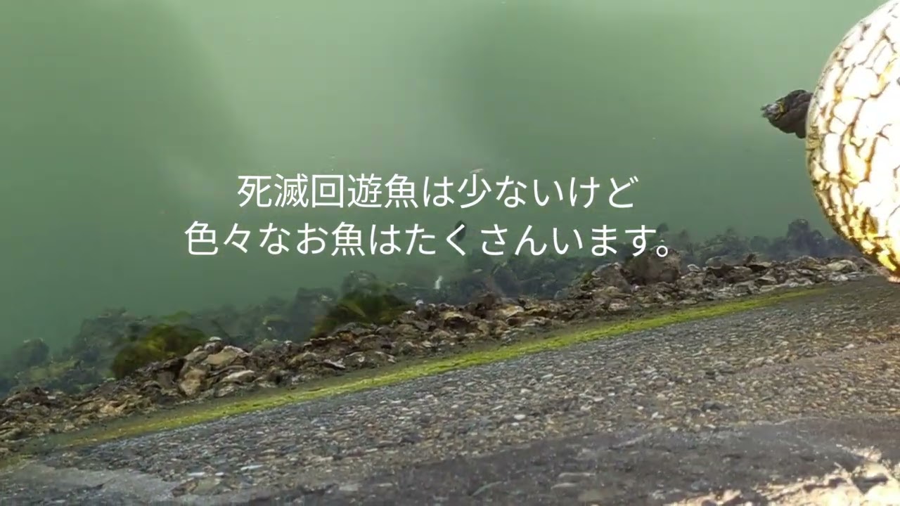 夏が来たので漁港を回って岸壁を覗きまくってきた。