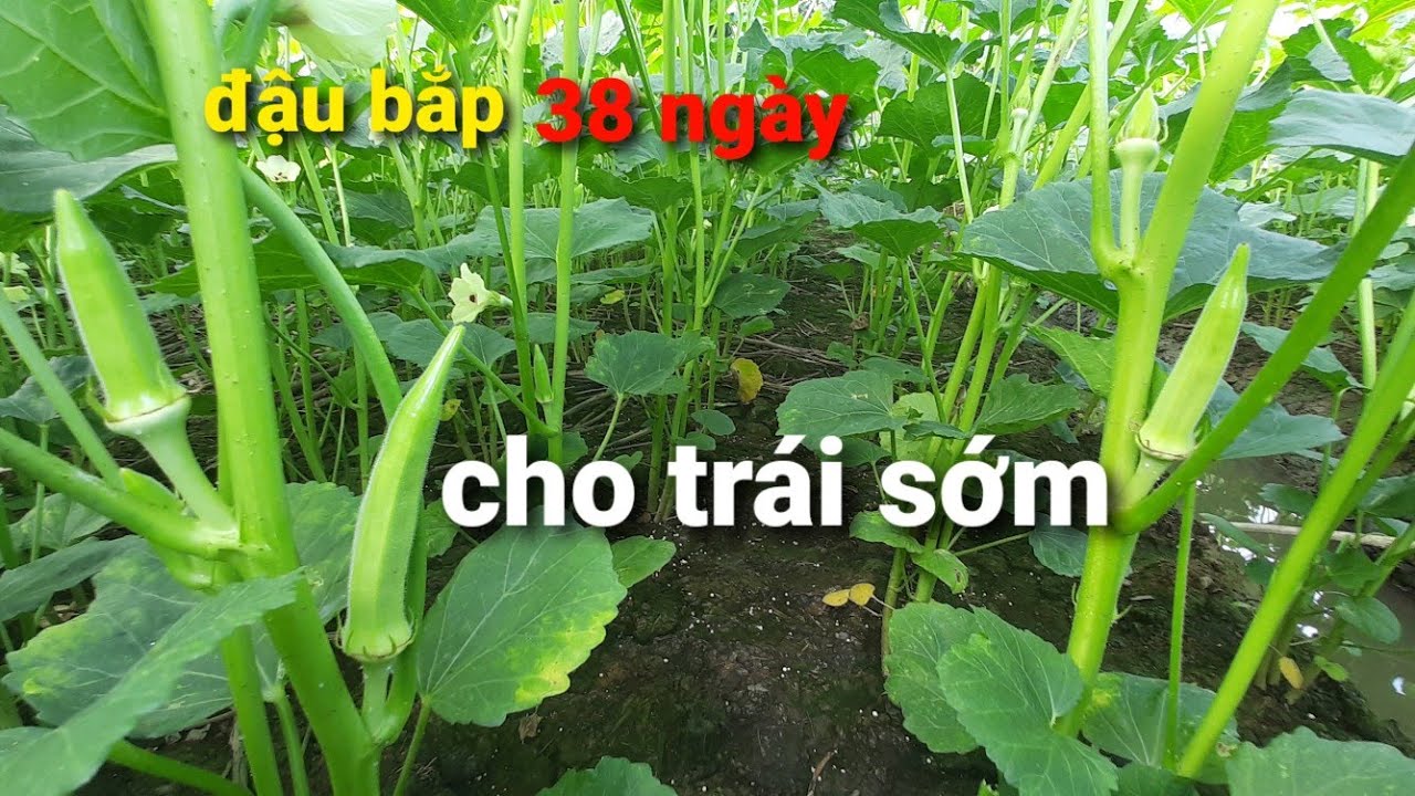 đậu bắp tươi tốt