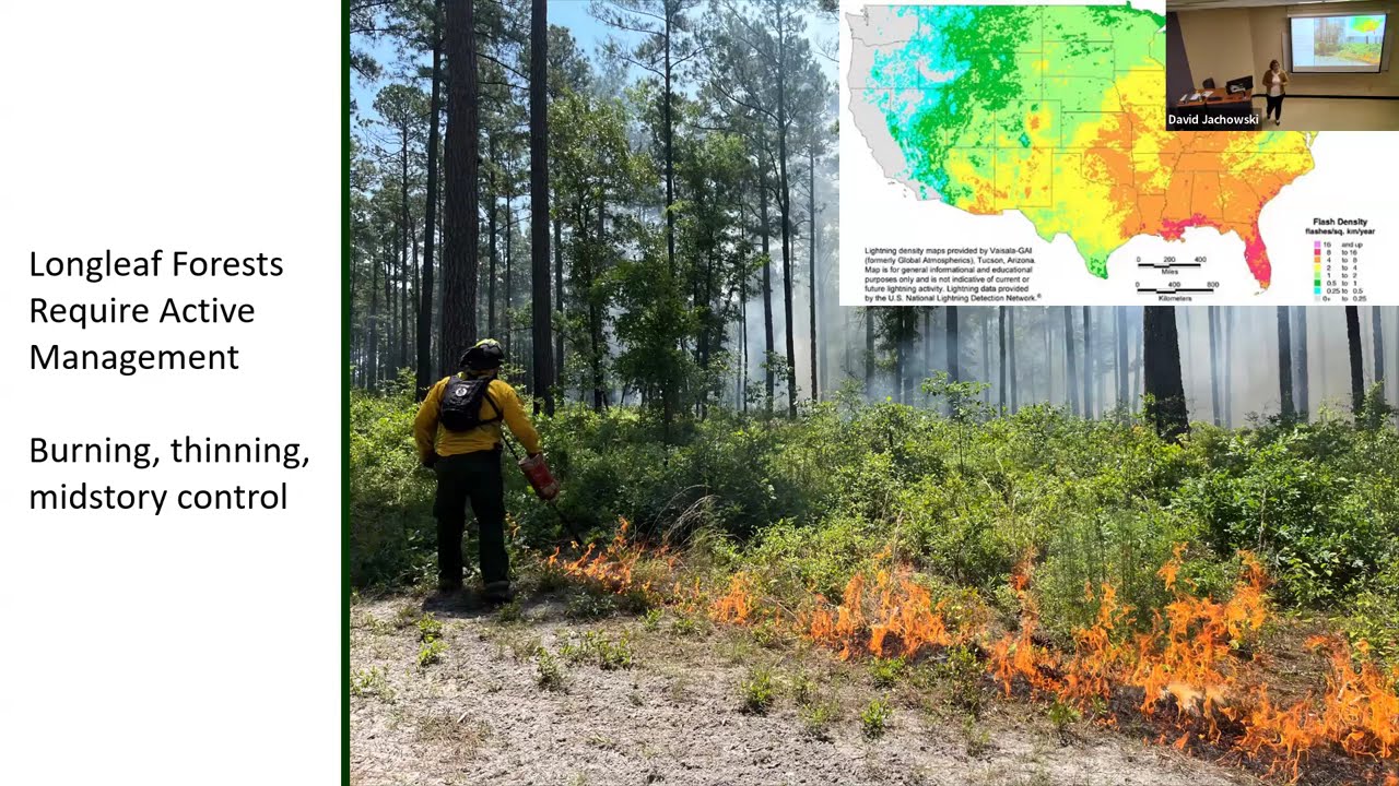 Lisa Lord - Restoring longleaf for the long run