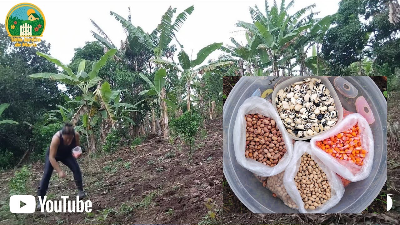 SITIO PRODUTIVO,HOJE PLANTANDO MILHO E FEIJAO