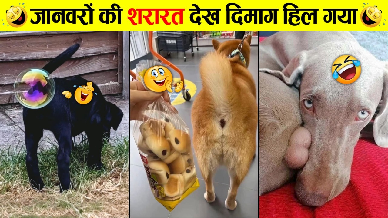🤣😜 इन जानवरों की हरकतें देखकर आपके बत्तीसों दाँत बाहर आ जाएंगे | Funniest Animal Videos