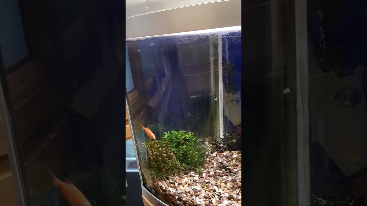 Very lonly fish - St. Richards hospital - Einmana fiskur