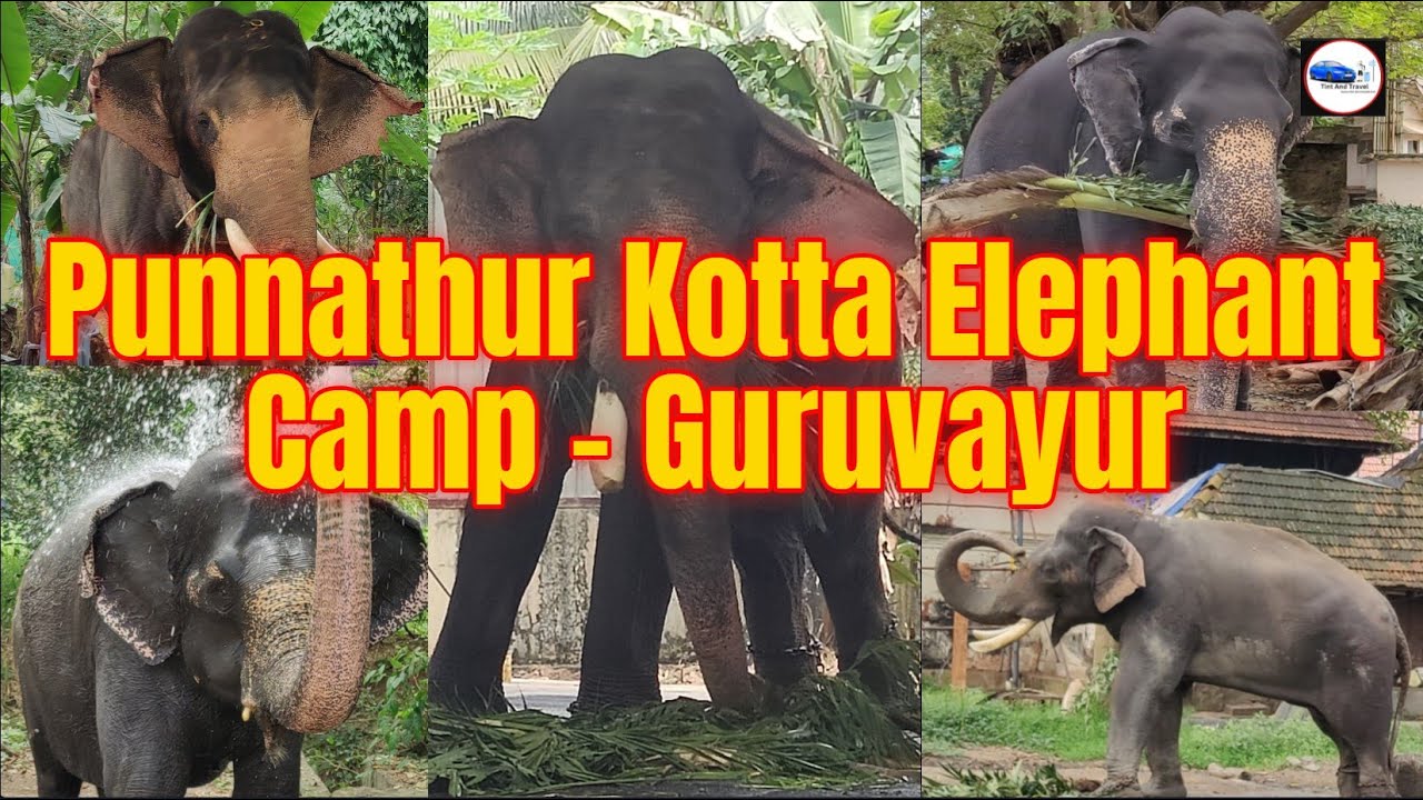Punnathur Kotta Elephant Camp | 53 Temple Elephants | Anakkotta Guruvayur Devaswom Thrissur Kerala |