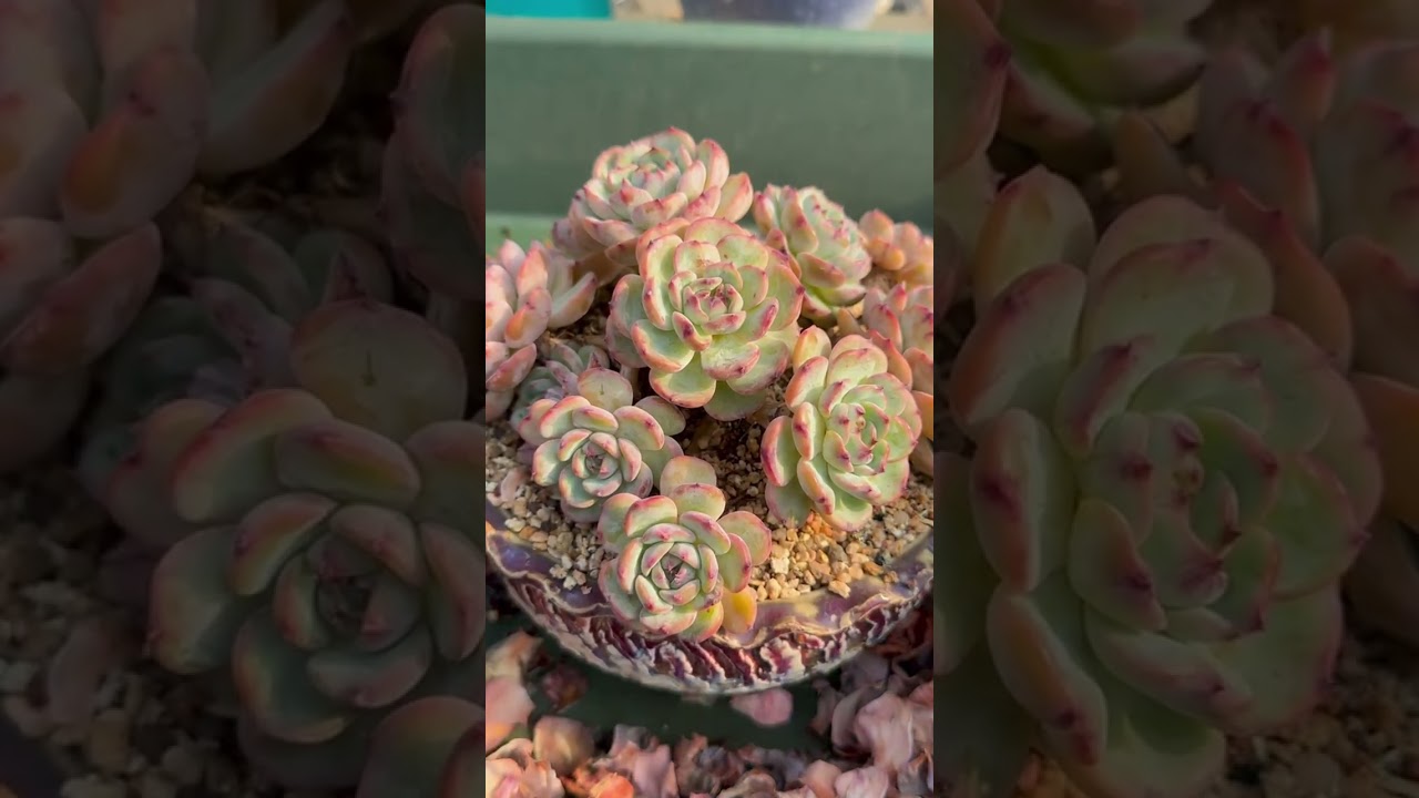 Why Indoor Succulents Fail in Apartments (Even When You Care a Lot)