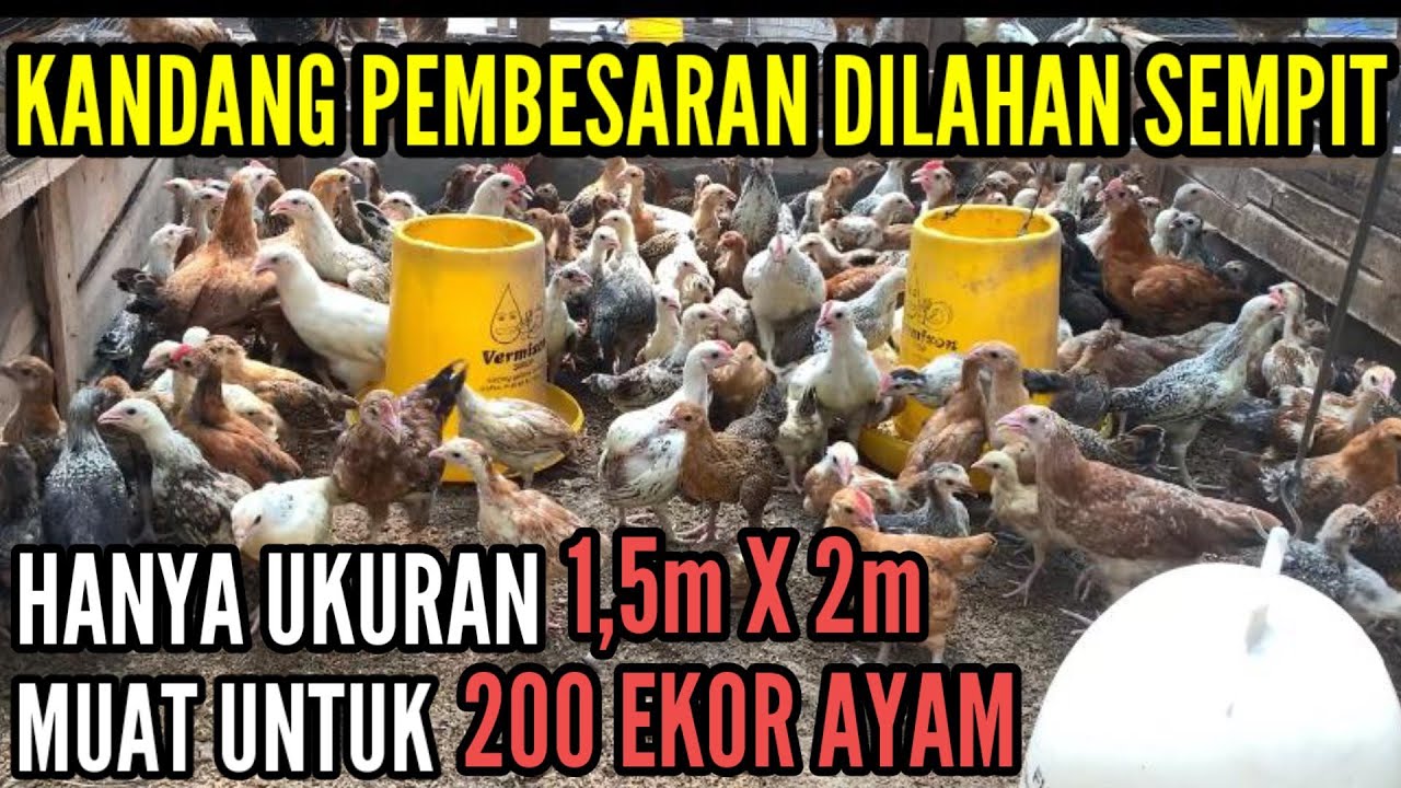 CONTOH KANDANG PEMBESARAN DILAHAN SEMPIT TANPA BAU !!