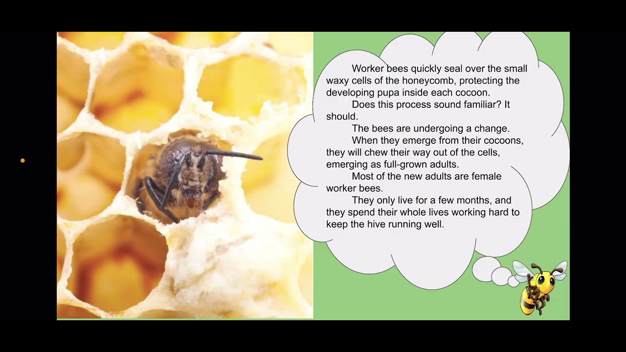Ckla grade 2 unit 5.4 bee