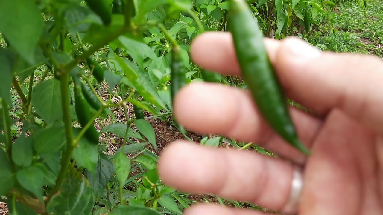 PIMENTA DEDO DE MOÇA - APRESENTANDO A PLANTAÇÃO!