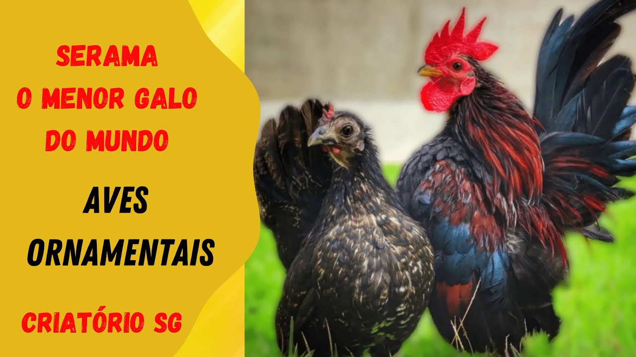 O menor galo do mundo. Serama