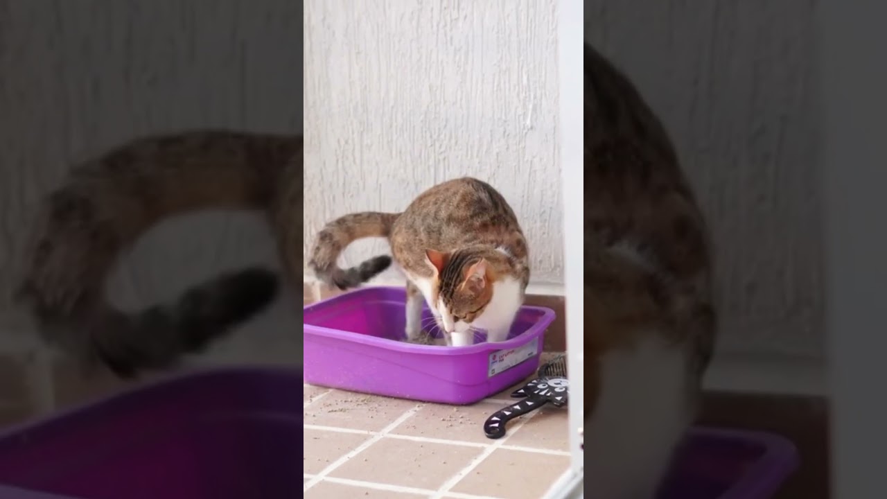 GLI ACCESSORI ESSENZIALI PER IL BENESSERE DEL TUO GATTO - HAPPY PET ITALIA