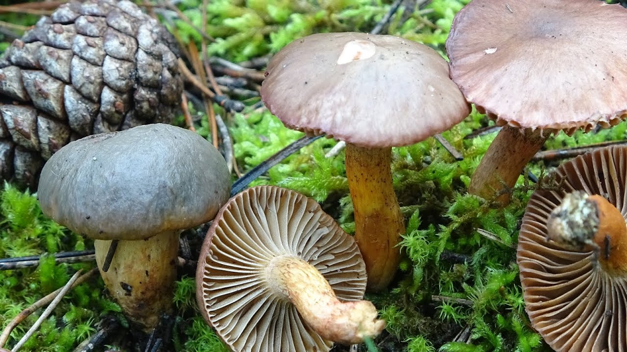 Pata de perdiz - Chroogomphus rutilus -  Gomphidius viscidus  -  Copper Spike