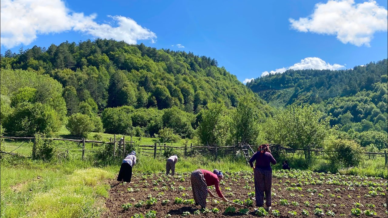 Как живут люди в горных деревнях Турции? Деревенская жизнь вдали от цивилизации.