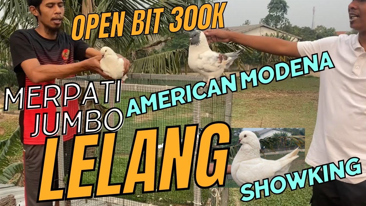LELANG BURUNG MERPATI HIAS JUMBO- 2 EKOR- MERPATI MODENA DAN SHOWKING- OPEN 300K AJA MAS BROO!