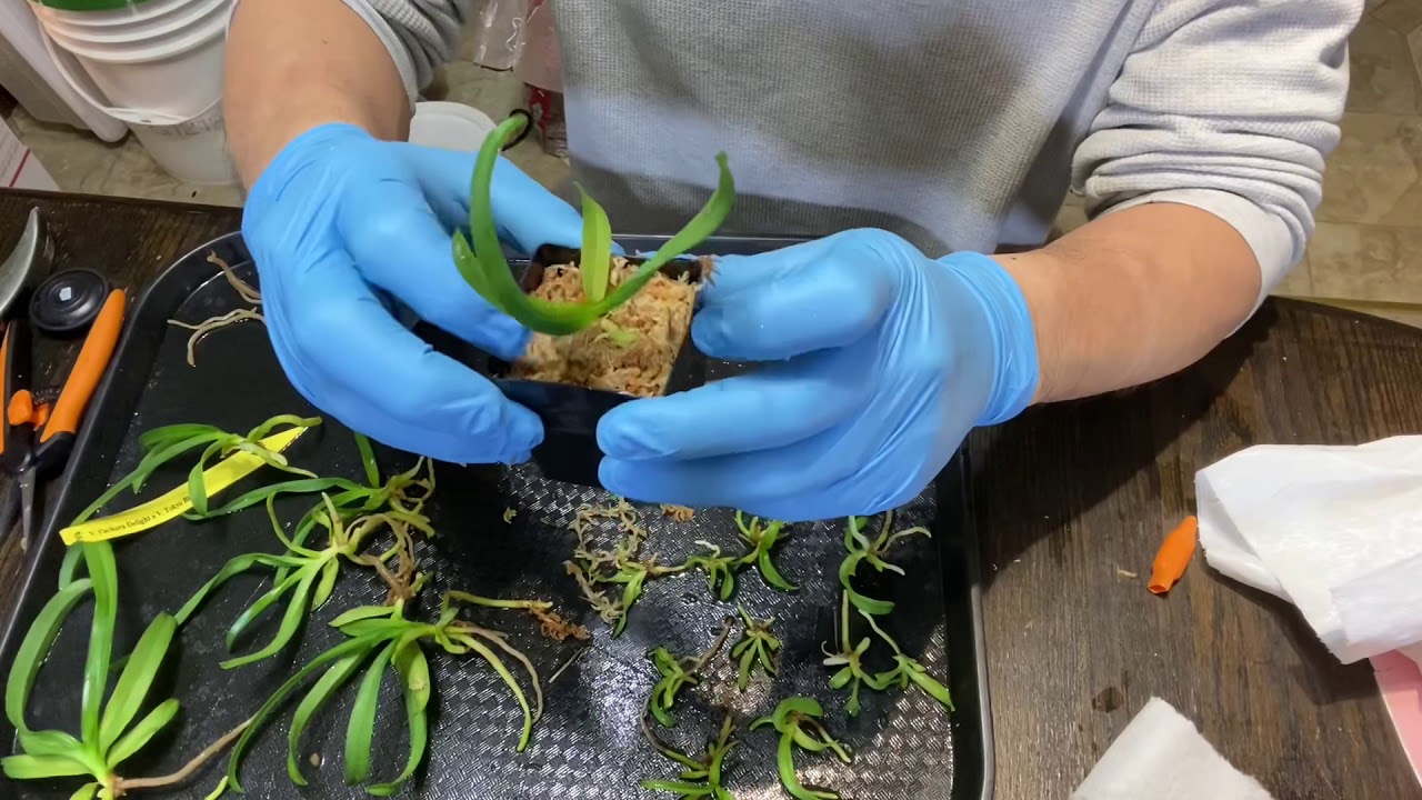Deflask, potting, and com-pot orchid seedlings
