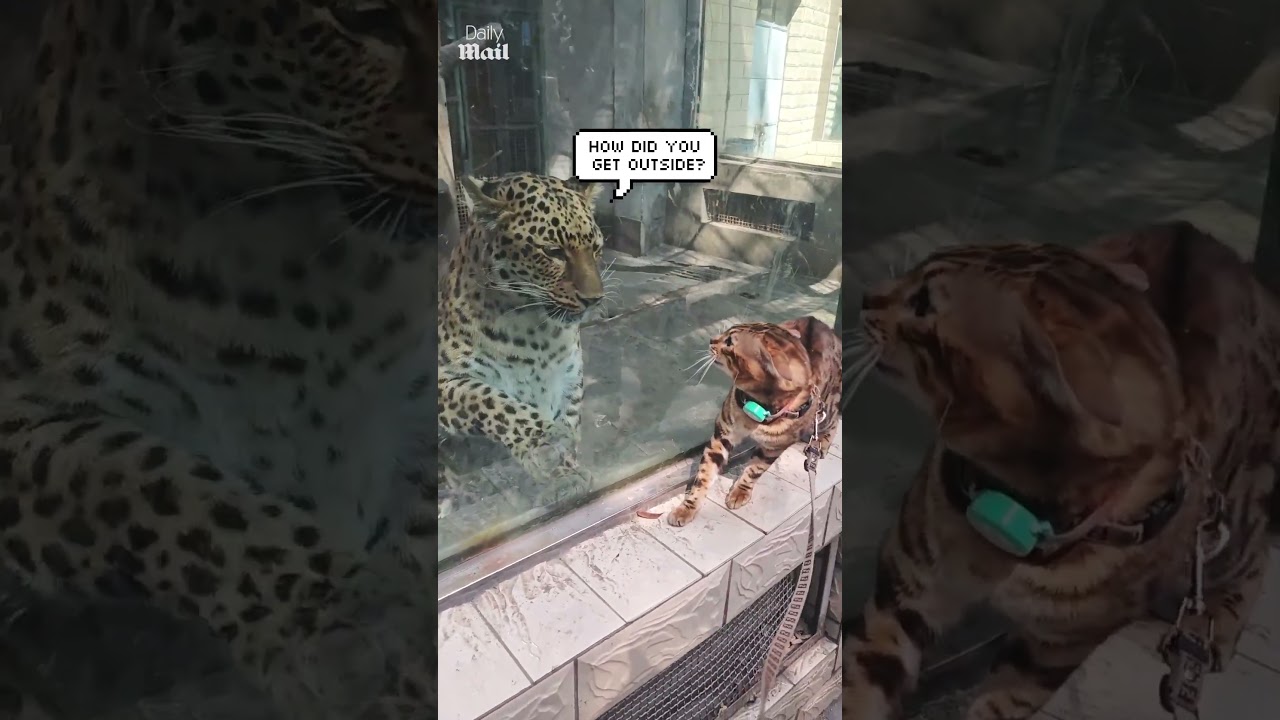 Bengal cat meets a leopard