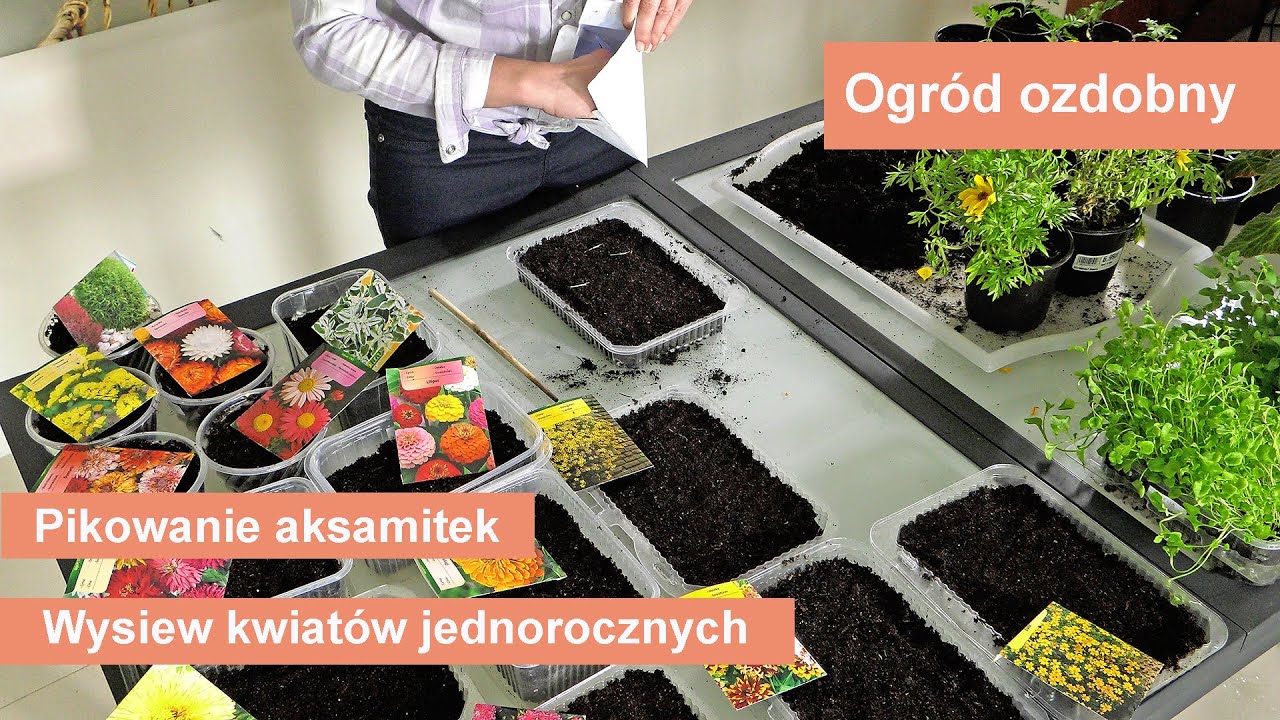 Kwiaty w ogrodzie. Wysiew kwiatów jednorocznych, pikowanie aksamitek - ogród ozdobny.