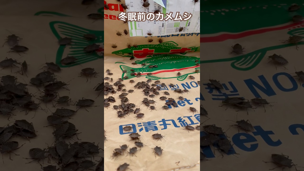 冬眠前のカメムシ #カメムシ #魚 #カメムシ駆除 #餌やり #捕食シーン