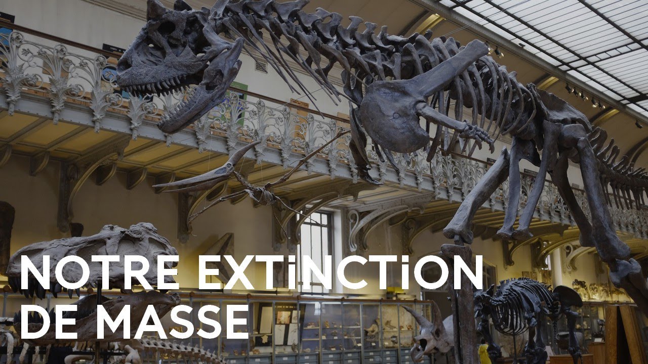 Qu'est-ce que l'extinction de masse ? - Un Regard sur Terre