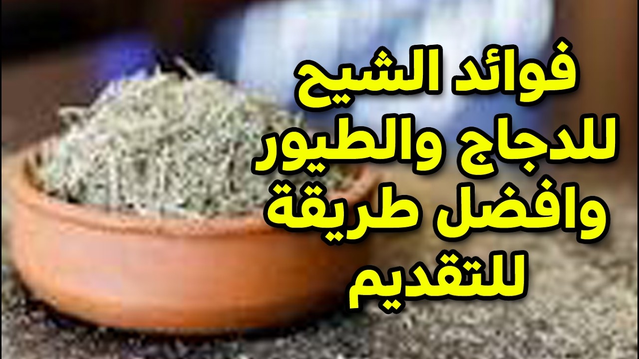هل الشيح مفيد للدجاج والطيور؟ وأفضل طريقة لتقديم الشيح للدجاج للحصول على اكبر فائدة للدجاج عندك ✔✔