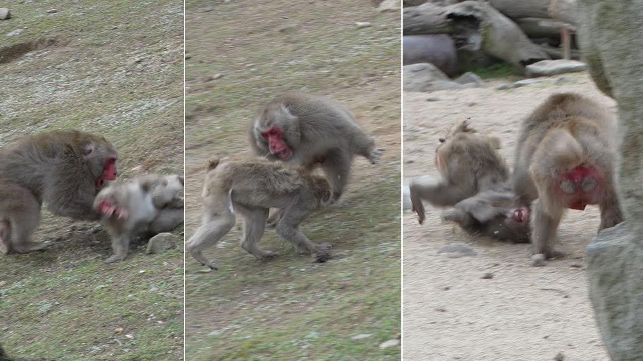 Битва снежных обезьян: Кто победит в брачный сезон? Возможно, Тентен! / monpai monyet baby bibi monk