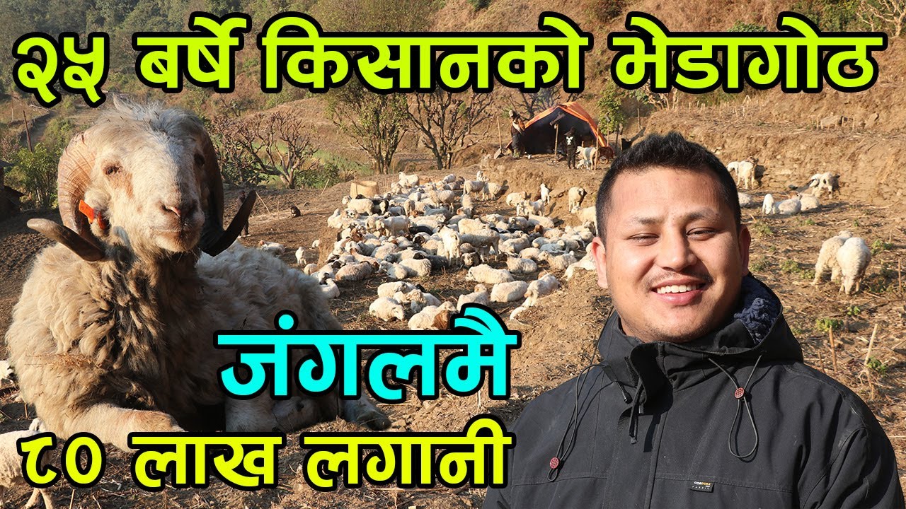 जंगलमा लाखौंको लगानी गरी खुला आकासमुनी भेडा पाल्ने २५ बर्षीय किसानका कुरा ||kiranpaudel