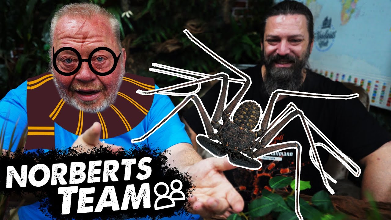 HARRY POTTERS SPINNE? | NORBERTS TEAM | Zoo Zajac