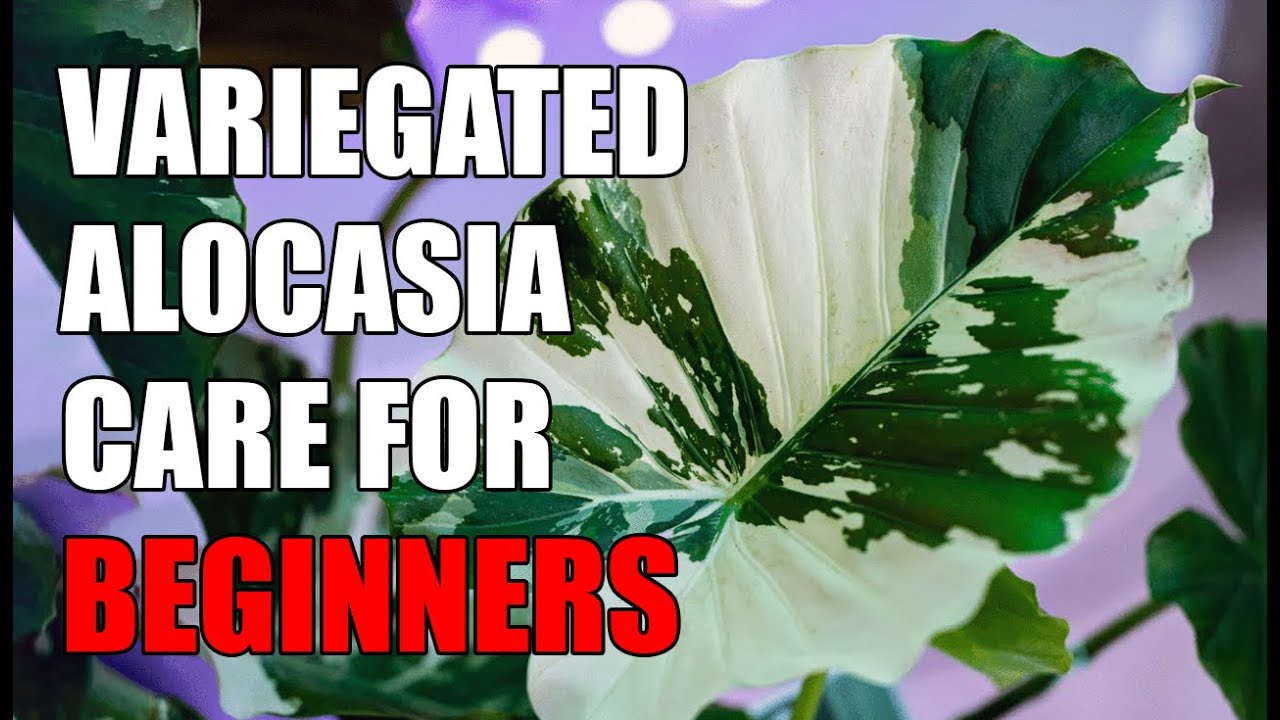 Variegated Alocasia Care For Beginners