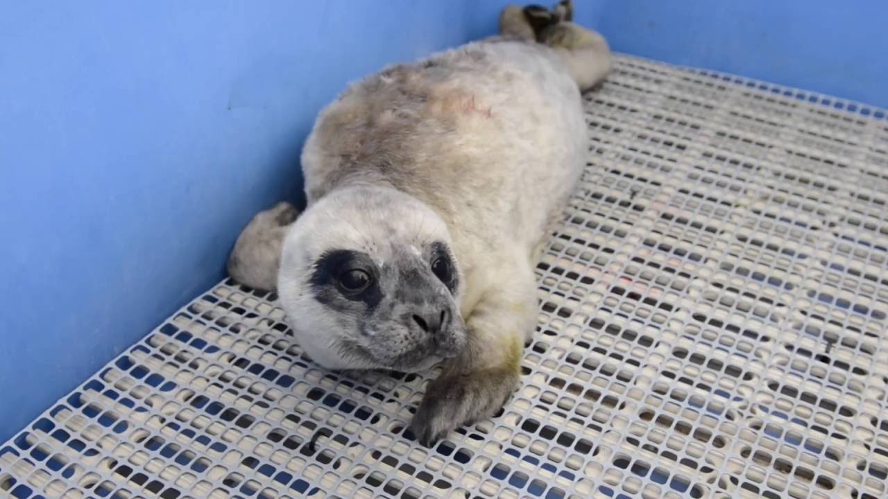 Vancouver Aquarium Marine Mammal Rescue