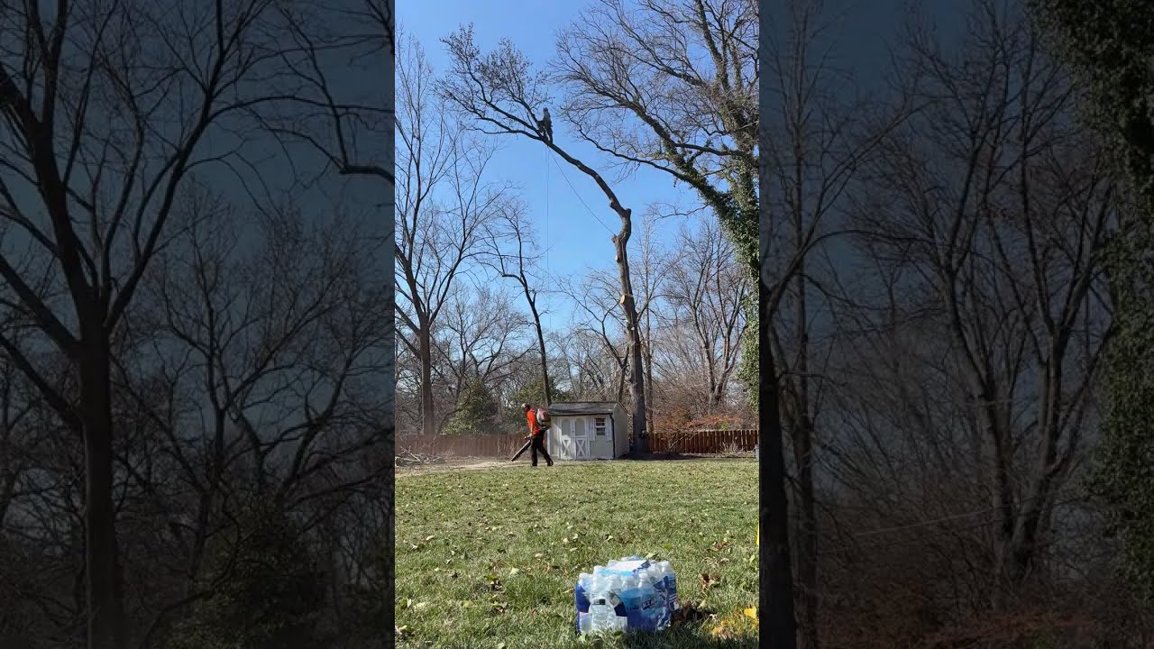 Tricky Sweetgum removal #arborist #milwaukeetool #treeremoval #timelapse #climbing #skilledtrades
