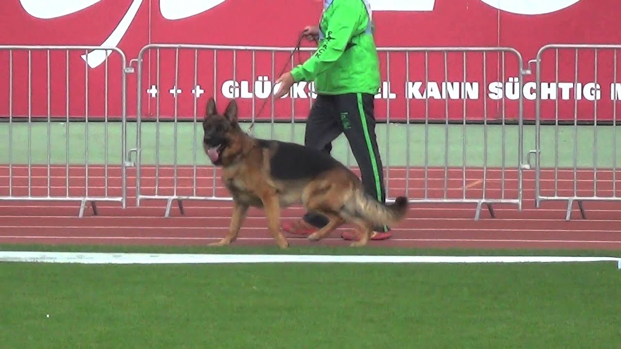 Ballack von der Brucknerallee (BSZS-2014)