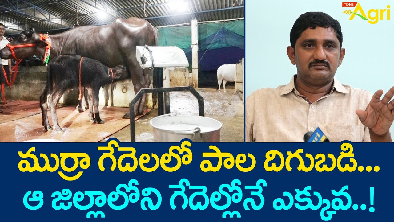 Murrah Buffalo Milk Yield | ముర్రా గేదెలలో పాల దిగుబడి.. ఆ జిల్లాలోని గేదెల్లోనే ఎక్కువ..! Tone Agri