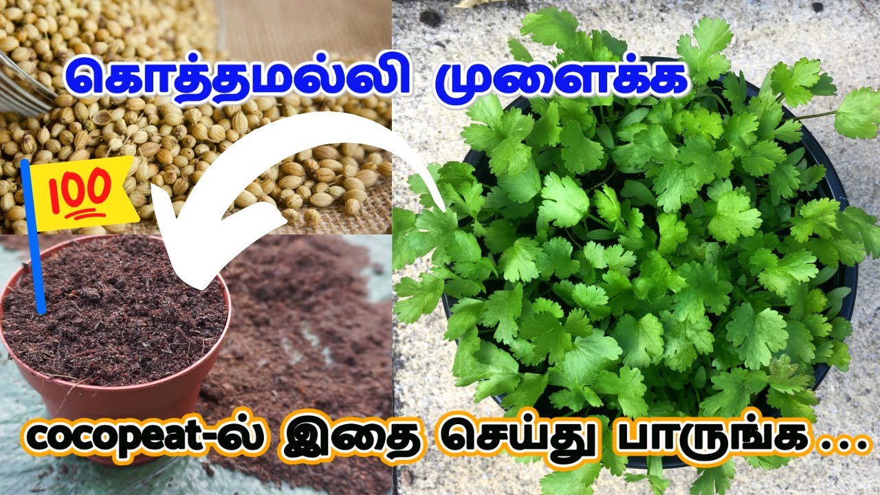 🤩 கொத்தமல்லி வளர்ப்பில் புதுமையான முறை - 😱😱 தேங்காய் நார் கழிவு (Cocopeat)இப்படி பயன்படுத்தி பாருங்க