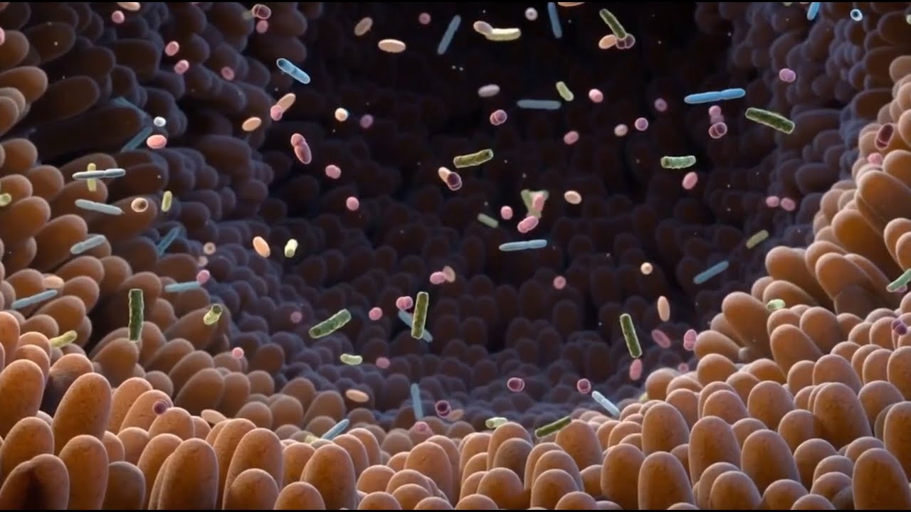 Prebi&oacute;ticos Y Probi&oacute;ticos; El Secreto Para Una Salud &Oacute;ptima De Tus Palomas Mensajeras