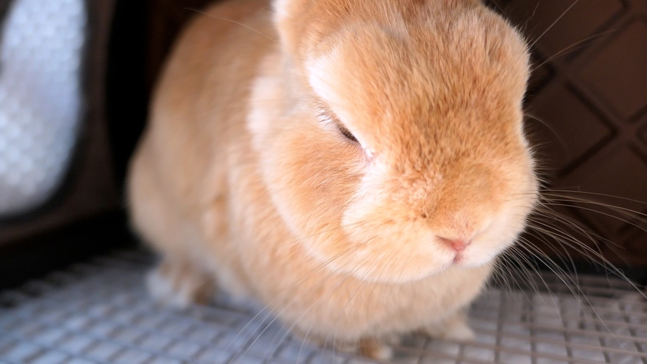 絶望しながら病院へ連れ去られるうさぎ