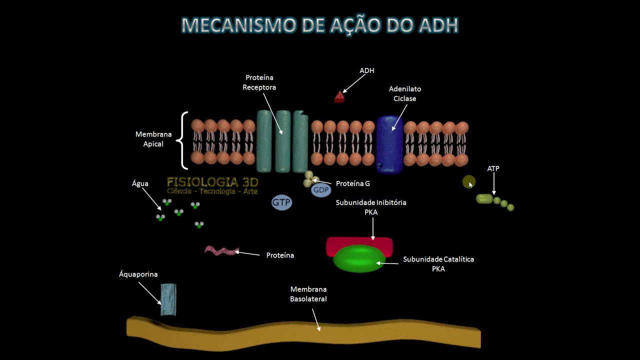 T&uacute;bulo Contorcido Distal   ADH