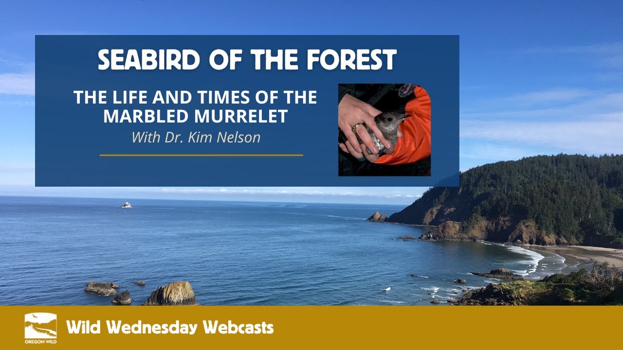 Webcast: Marbled Murrelet - A Seabird of the Forest