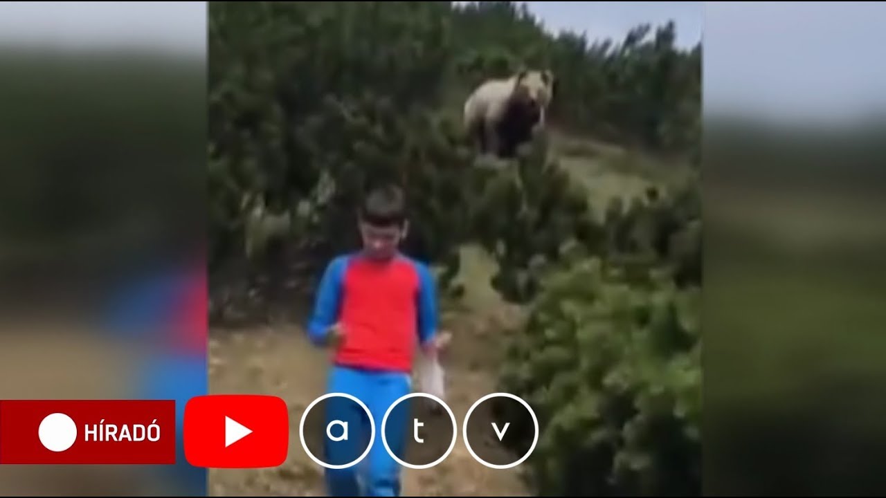 Lerázta a hatalmas medvét a kisfiú