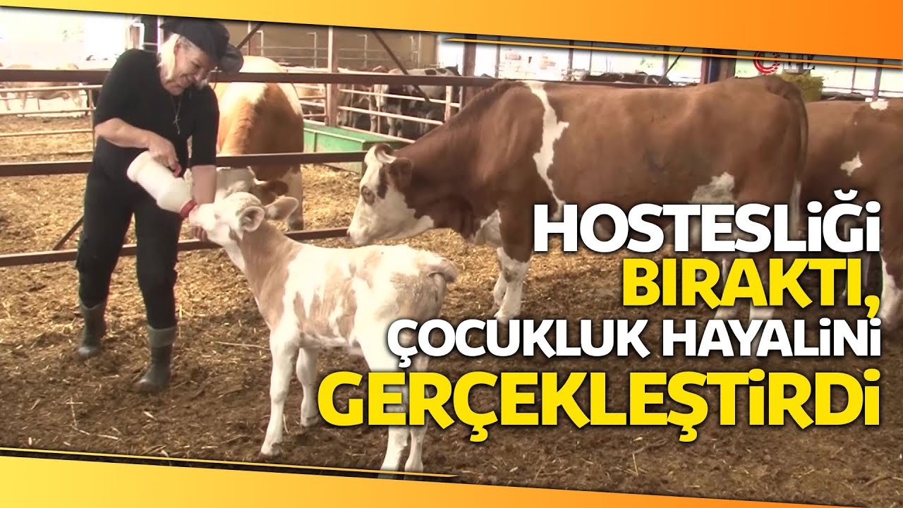 Hostes Üniformasını Çıkardı, Çizmelerini Giydi Hayvancılığa Başladı