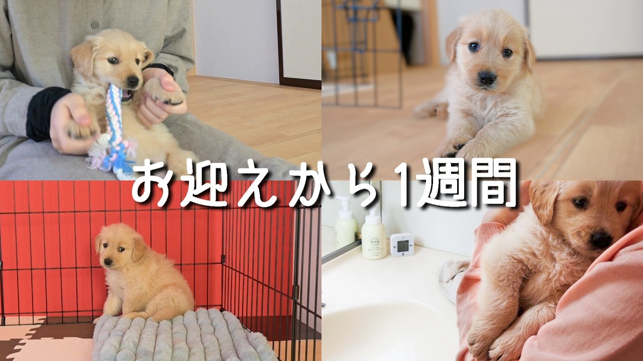 毎日ドキドキ... ゴールデンレトリバー子犬の最初のリアル1週間 #6