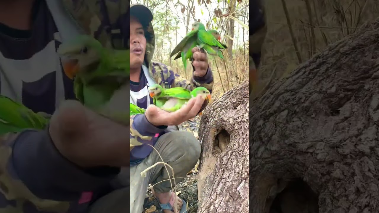 A man catch parrot on a tree part 03. #animals #nature #wildlife #birds #nest #egg #tree #beauty