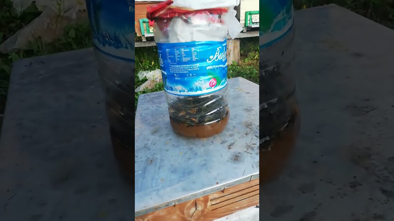 Varroa mücadelesinde en etkili doğal yöntem