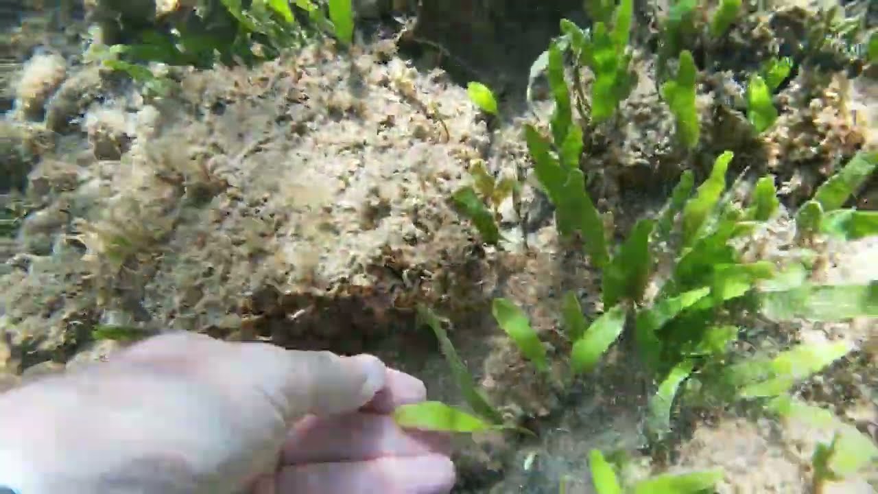 Caulerpa and the secret of life