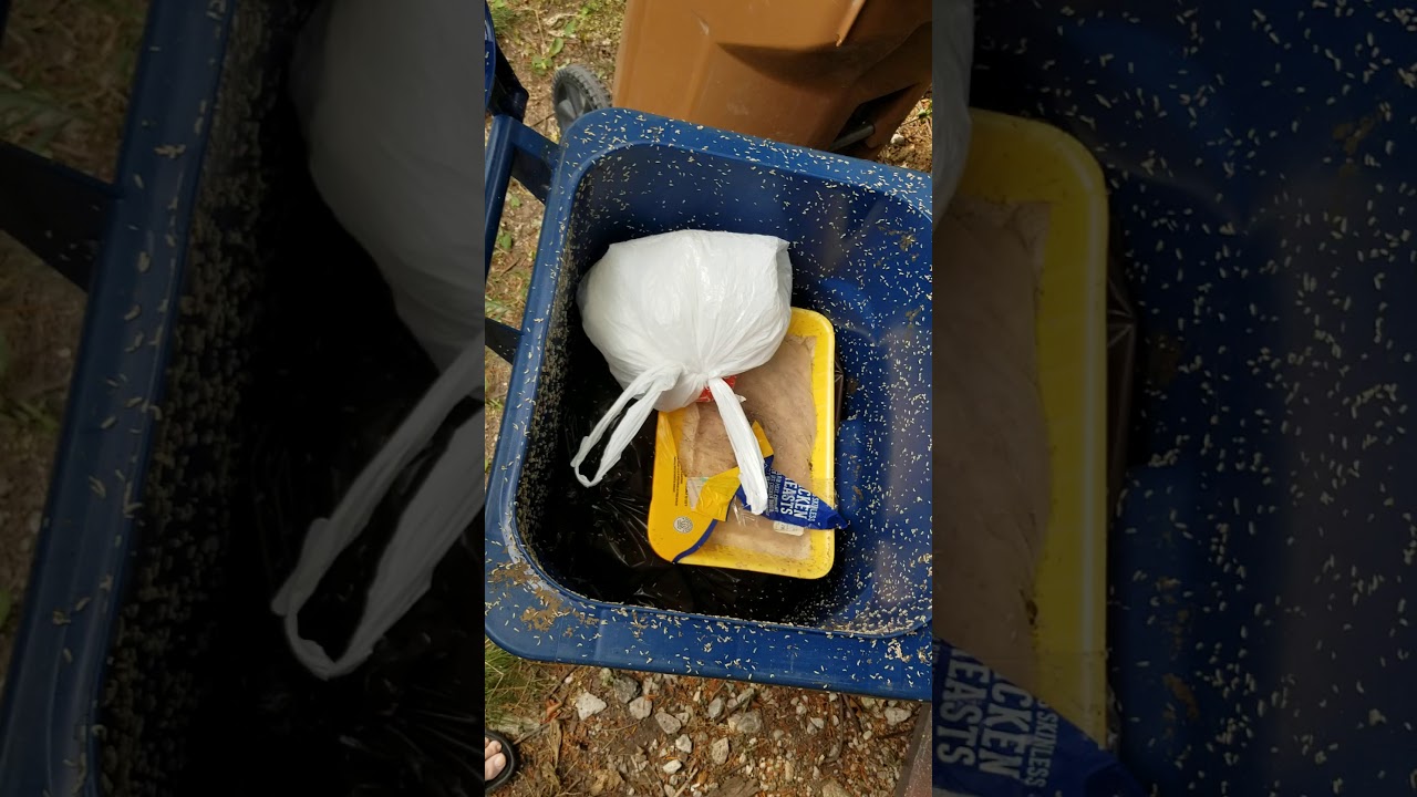 Keep Your Bins Clean! - Maggot Filled Trash Bin