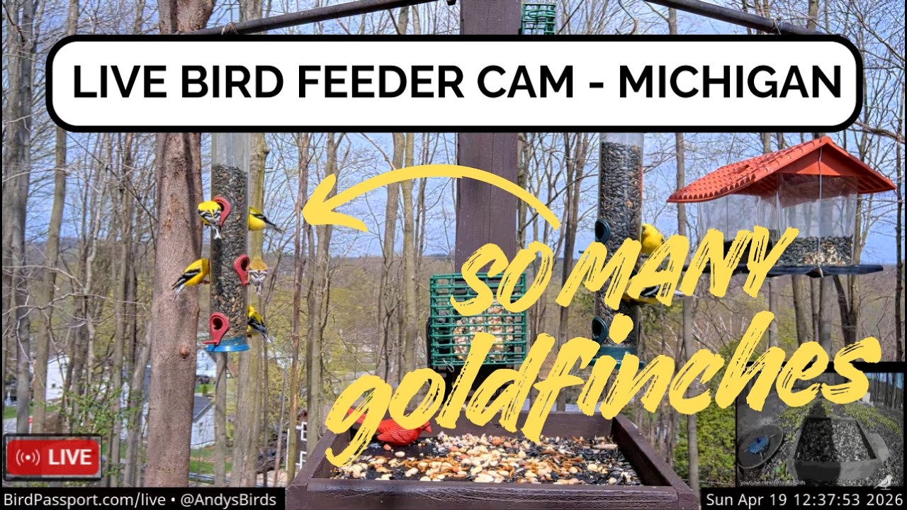 🔴 LIVE Andy's Backyard Bird Feeder - Spring Showers and Storms | Bird Passport Live