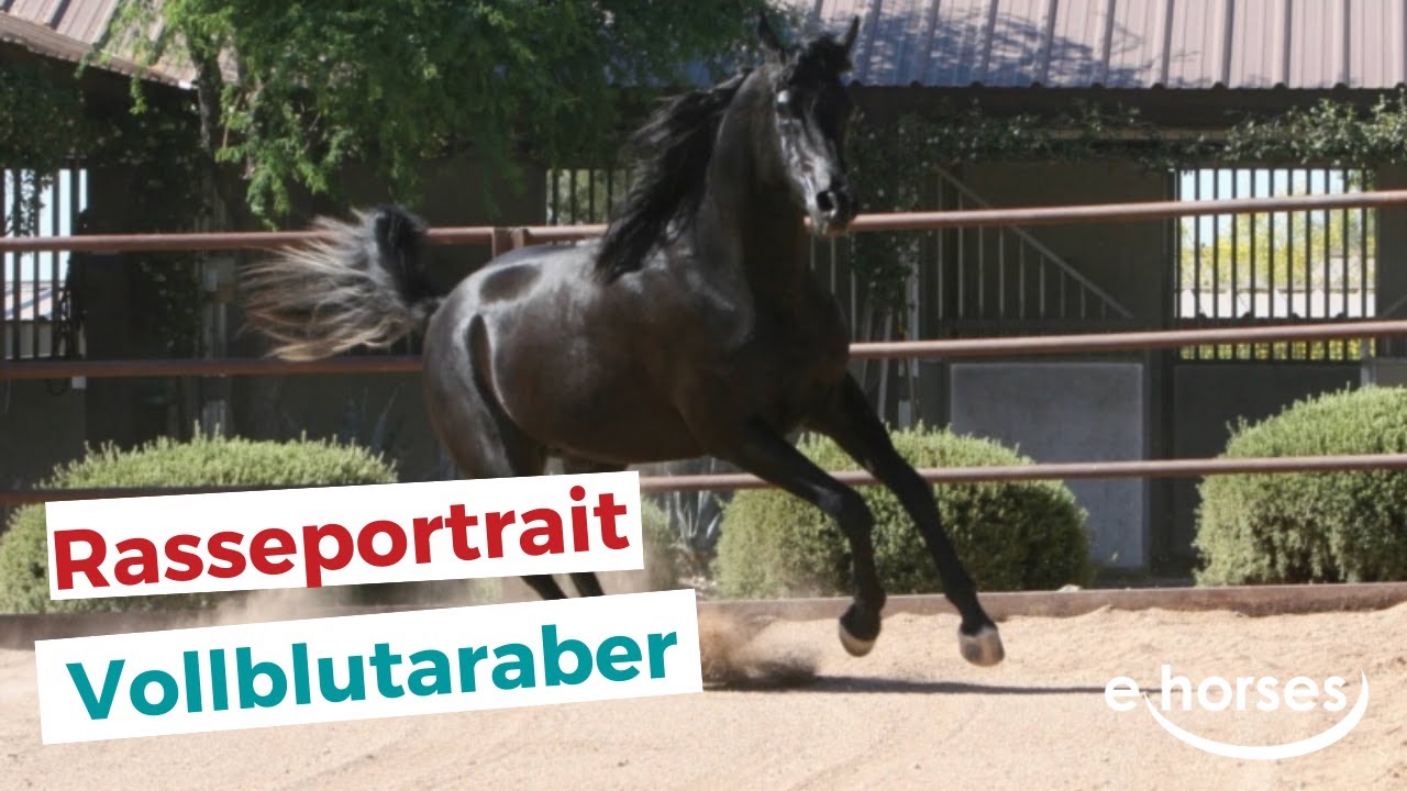 Vollblutaraber im Rasseportrait