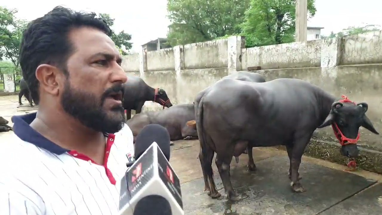 जम्मू में आई 5 Lakh कि बैंस  (Buffalo)जो रोज़ाना देती है 20 लीटर से ज़्यादा दूध!!